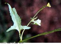 Sisymbrium officinale image