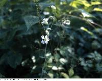 Silene stellata image