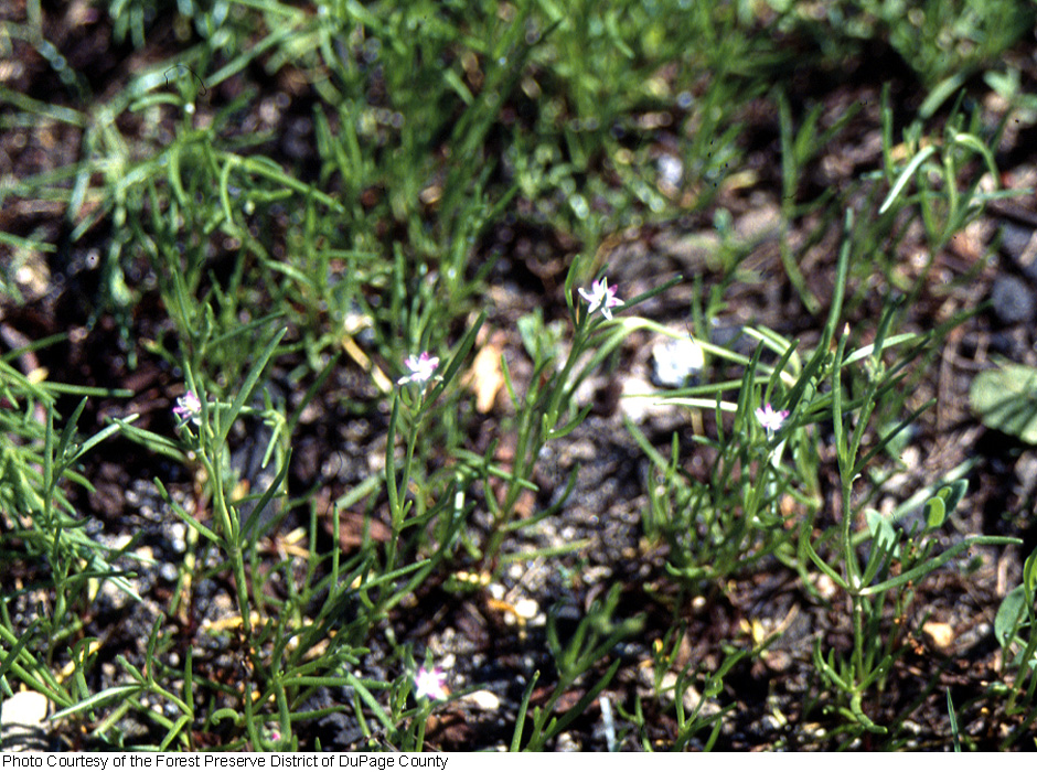 Spergularia marina image