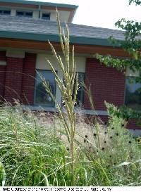 Spartina pectinata image