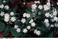 Stellaria pubera image