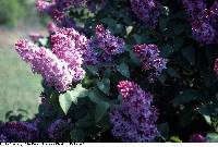 Syringa vulgaris image