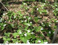 Trillium grandiflorum image