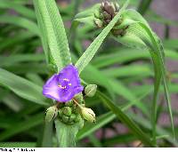 Tradescantia ohiensis image