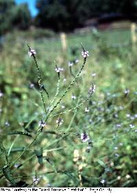 Image of Verbena × engelmannii