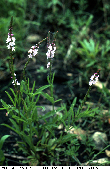 Verbena simplex image