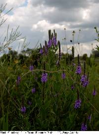 Verbena stricta image