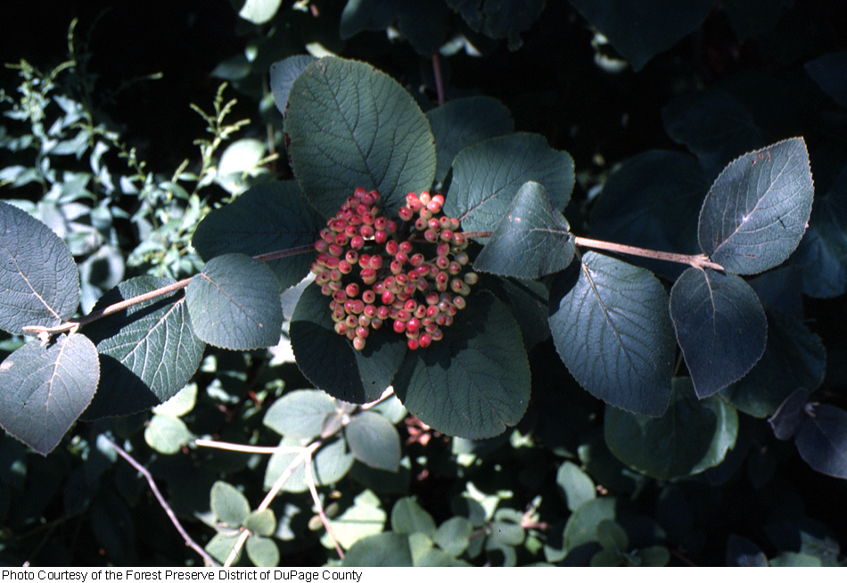 Viburnum lantana image