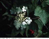 Viburnum opulus image