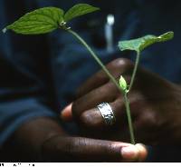 Viola pubescens image