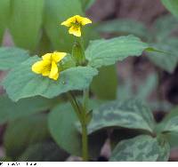 Viola pubescens var. pubescens image