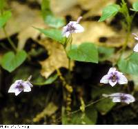 Viola rostrata image