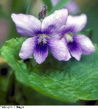 Image of Viola sororia