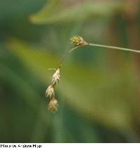 Carex tenera var. tenera image