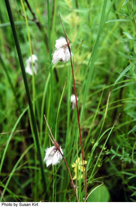 Eriophorum angustifolium subsp. angustifolium image