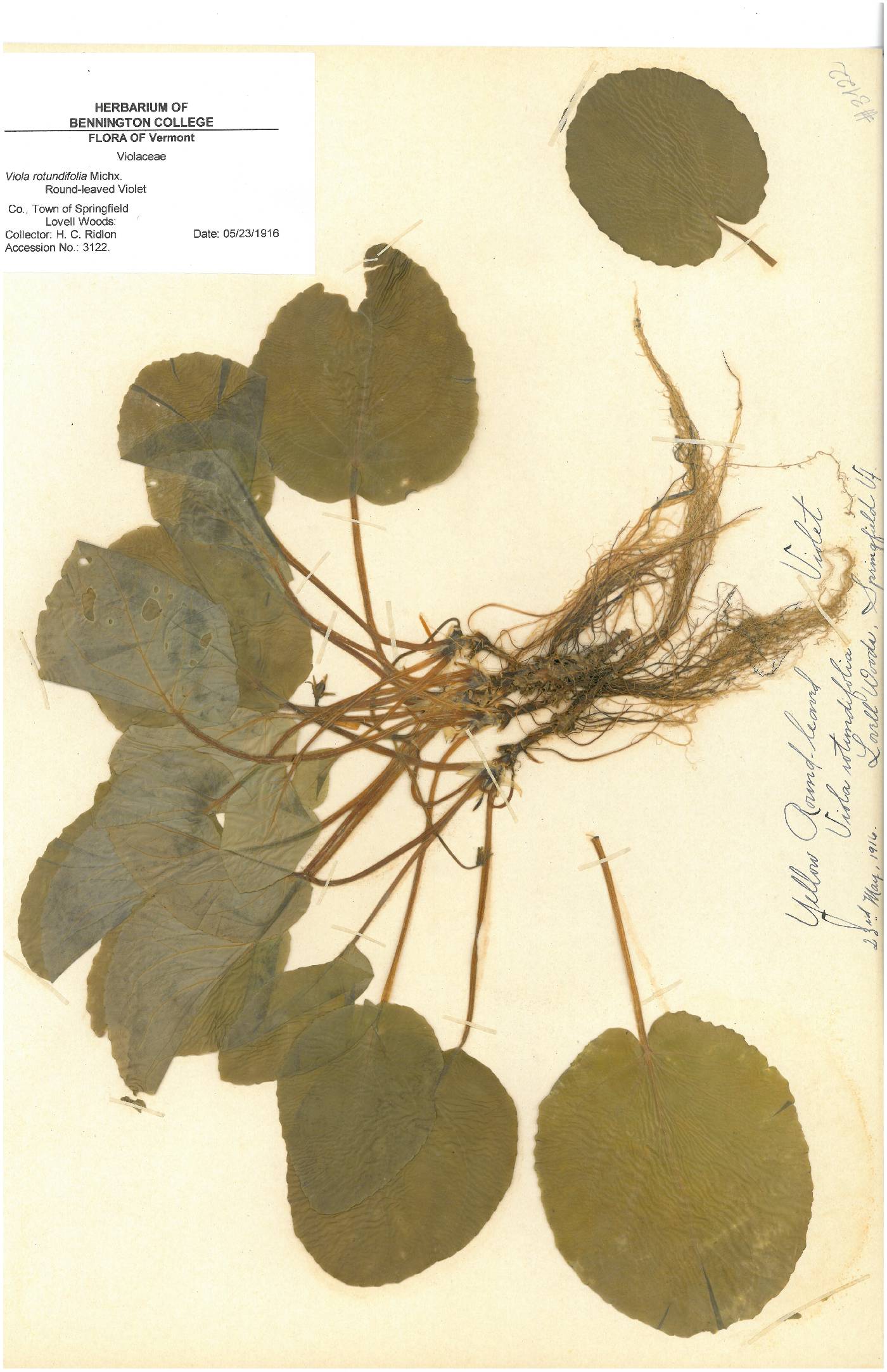 Viola rotundifolia image