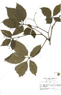 Parthenocissus inserta image