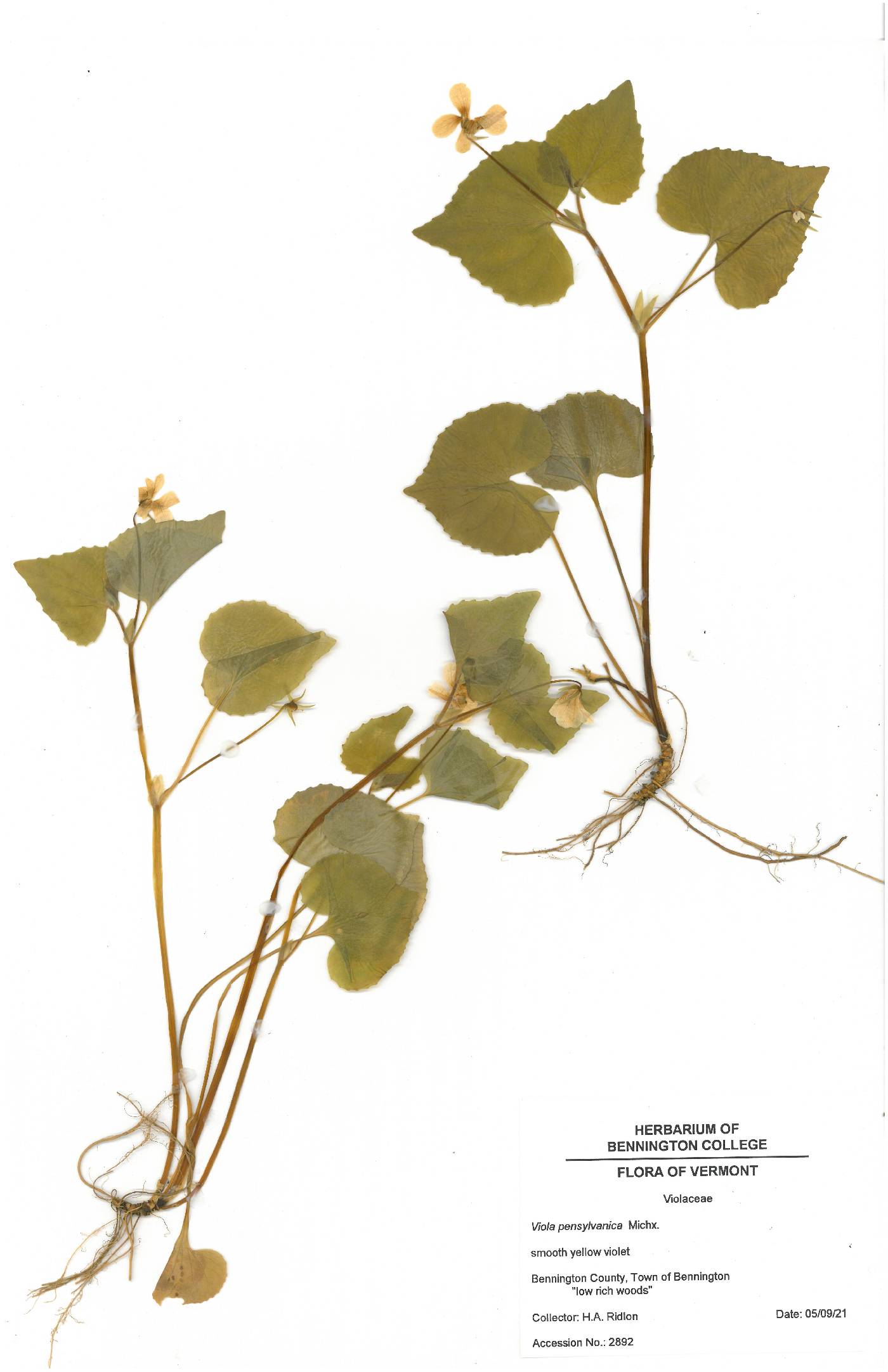 Viola pensylvanica image