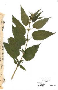 Urtica dioica image