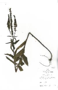 Veronica longifolia image