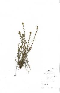 Euphrasia officinalis image