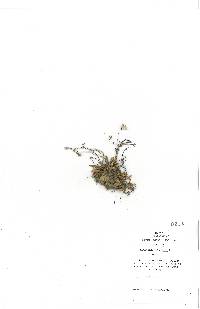 Houstonia coerulea image