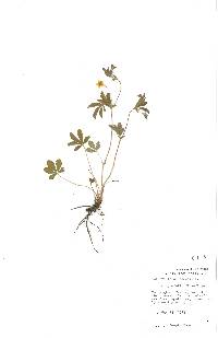 Potentilla canadensis image