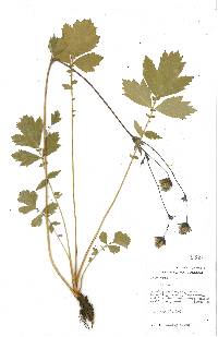 Geum rivale image