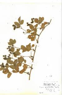 Rubus peculiaris image