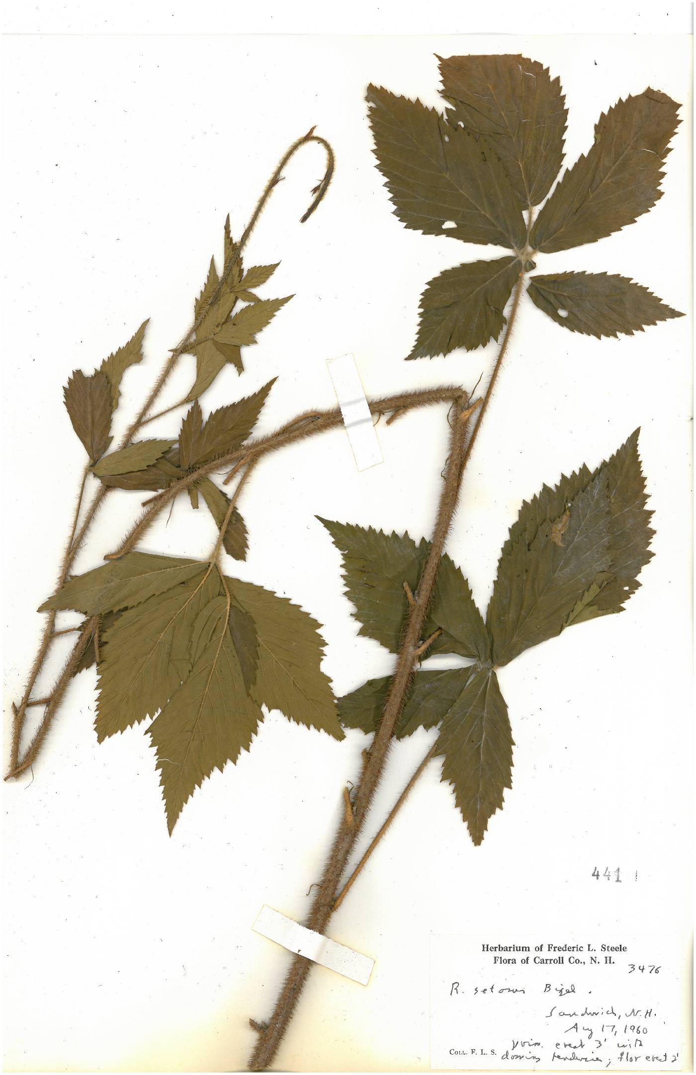 Rubus setosus image