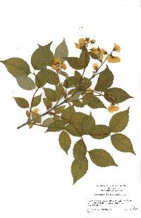 Philadelphus coronarius image