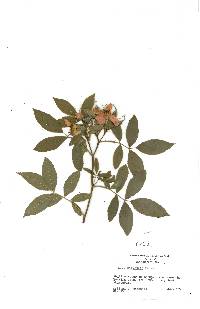 Rosa palustris image