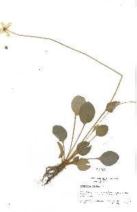 Parnassia glauca image