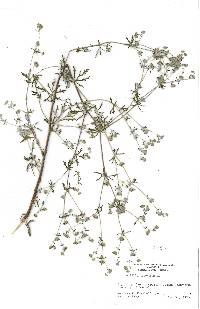 Potentilla argentea image