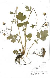 Geum rivale image