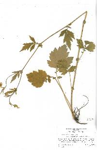 Geum aleppicum image