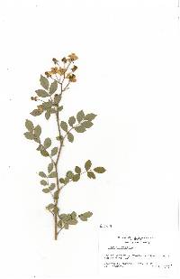 Rosa multiflora image