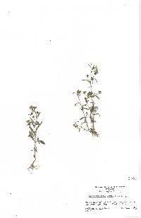 Chaenorhinum minus image