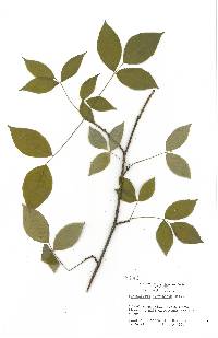 Zanthoxylum americanum image