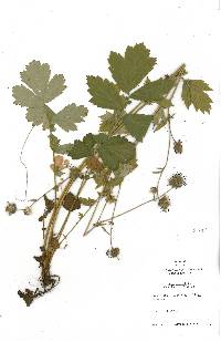 Geum rivale image