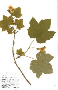 Rubus parviflorus image