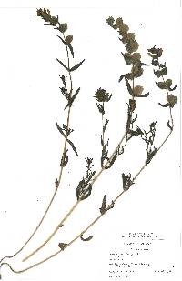 Rhinanthus minor subsp. minor image