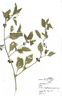 Solanum americanum image