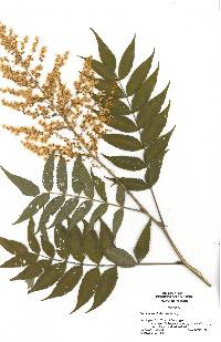 Sorbaria sorbifolia image