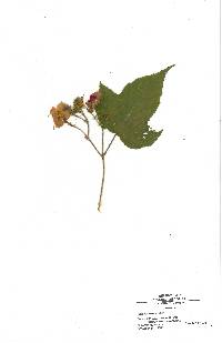 Rubus pubescens image