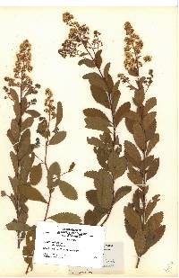 Spiraea latifolia image