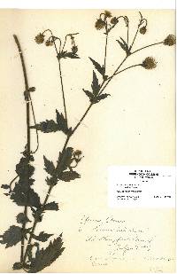 Geum aleppicum image