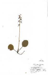 Pyrola rotundifolia image