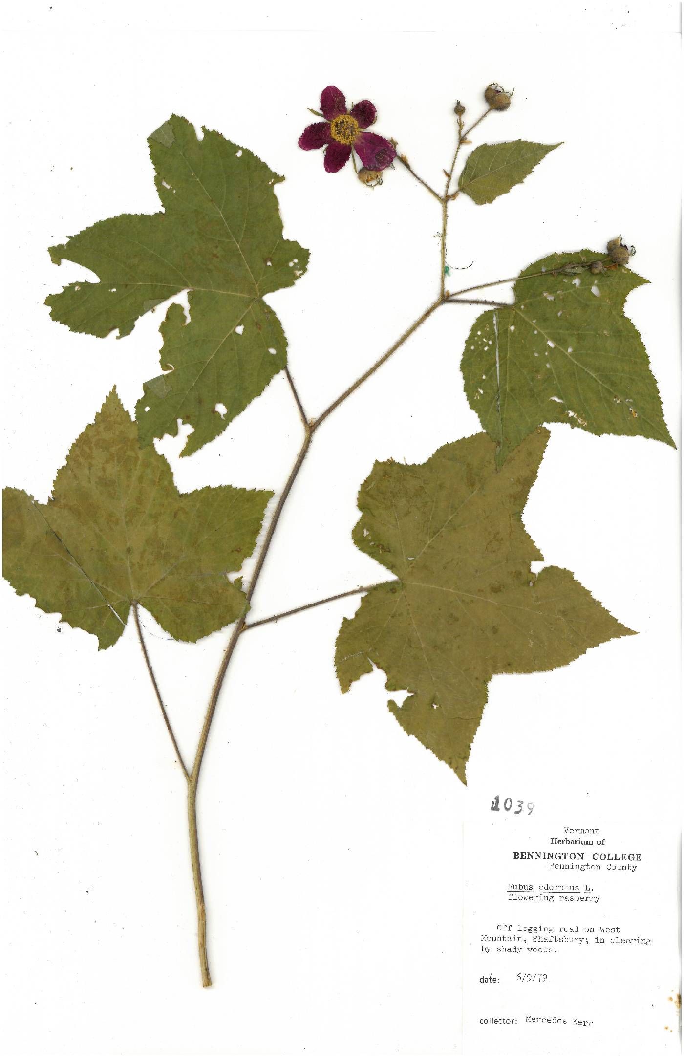 Rubus odoratus image