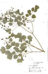 Thalictrum dioicum image